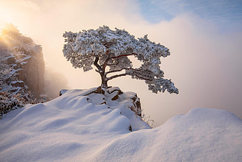 South Korea December Winter, winter, nature HD wallpaper