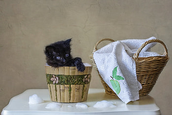 Traying to wash a black kitten, animal, kitten, black, pisici, bath, cute, bucket, cat HD wallpaper