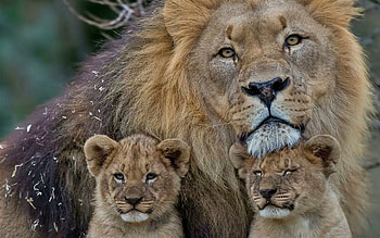 Lions, Family HD wallpaper