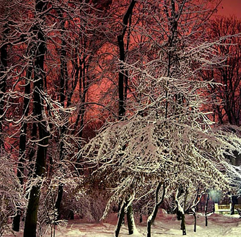 Red Sky, nature, winterr, snow, tree HD wallpaper