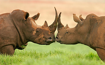 Rhino kingdom, Enigmatic creatures, Untouched wilderness, Natural beauty HD wallpaper