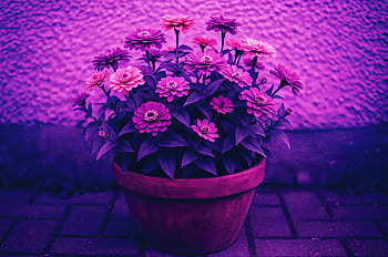 Flower Pot : Vibrant Blooms in Stunning Detail, vibrant colors HD wallpaper
