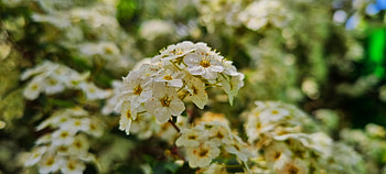 bush with flowers, bush, white, yellow, green, nature, flower HD wallpaper