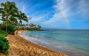 Beach, Nature, Coast, Palm HD wallpaper