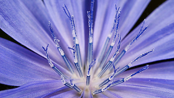 Flower, Macro, Light, Petals, Light Coloured, Stamens HD wallpaper