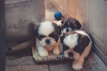 Three cute Shih Tzu puppies playing and hiding indoors. Perfect for pet lovers. HD wallpaper