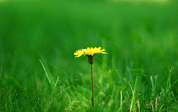 Flowers, Grass, Summer, Blur, Smooth, Polyana, Glade, Dandelion HD wallpaper