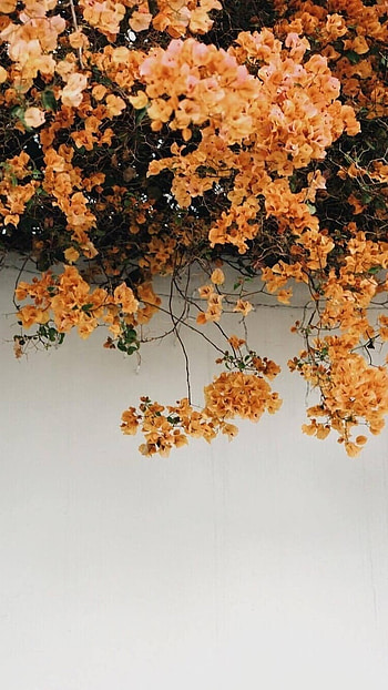 Orange Aesthetic, Flower Tree HD phone wallpaper