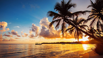 Tropical beach, Punta Cana, Dominican Republic, Palm trees HD wallpaper