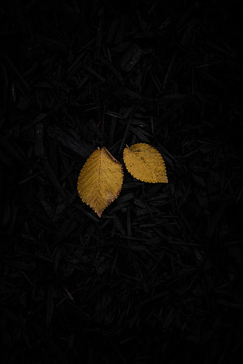 Grass, Dark, Sheet, Leaf HD phone wallpaper