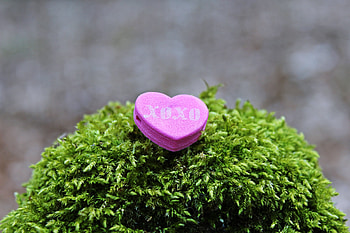 Pink, Love, Inscription, Heart HD wallpaper