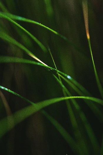 Grass, Leaves, Macro, Blur, Smooth, Focus HD phone wallpaper