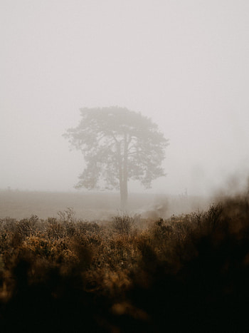 Nature, Wood, Tree, Fog, Field HD phone wallpaper