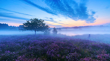 Morning near Limburg, Netherlands, sky, sunrise, mist, landscape, trees, clouds HD wallpaper