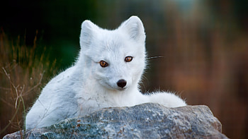 White Cute Rock HD wallpaper