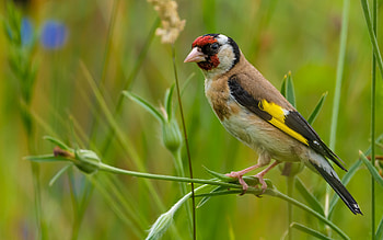 Goldfinch, animal, nature, bird HD wallpaper
