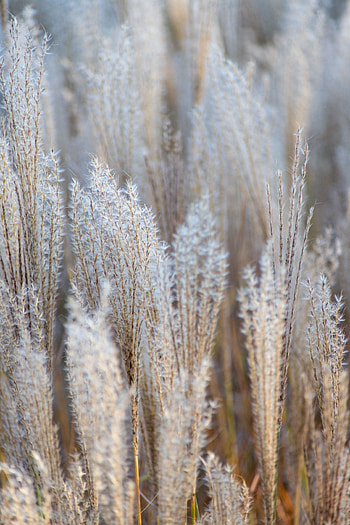 Grass, Cones, Macro, Fluffy, Dry, Spikelets HD phone wallpaper