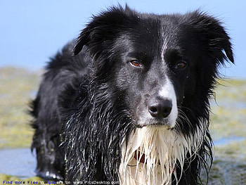 PART BORDER COLLIE, scruffy, shy, bashfulcoat, timid HD wallpaper