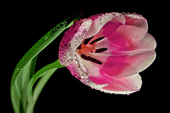 Flowers, Flower, Macro, Petals, Tulip HD wallpaper