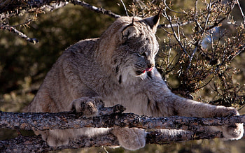 Animals, Iris, Wood, Tree, Branches, Playful HD wallpaper
