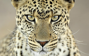 Animals, Leopards HD wallpaper