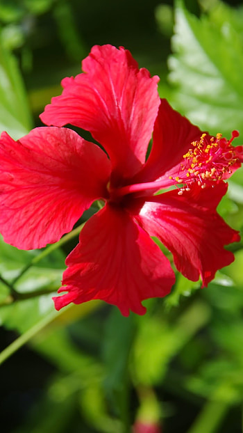 Hibiscus, Red Flower HD phone wallpaper