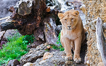 Animals, Stones, Lion, Predator, Big Cat, Sight, Opinion HD wallpaper