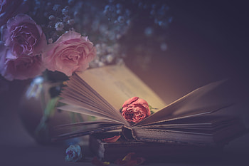 Valentine roses ️, Roses, Style, Pink, Book HD wallpaper