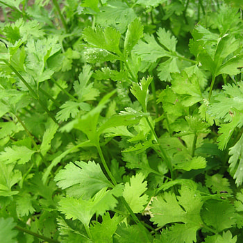 Cilantro seeds, Seed company, Planting cilantro, Future harvests HD phone wallpaper