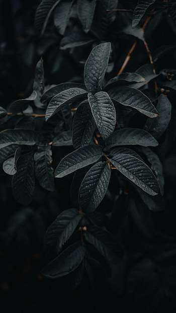 Leaf, exotic, drops, nature HD phone wallpaper