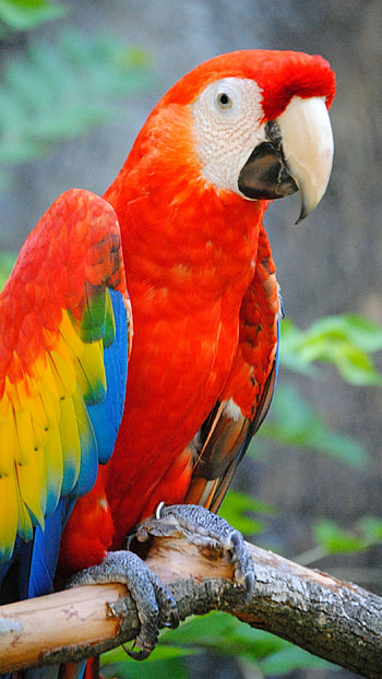 Parrot, Adorable HD phone wallpaper