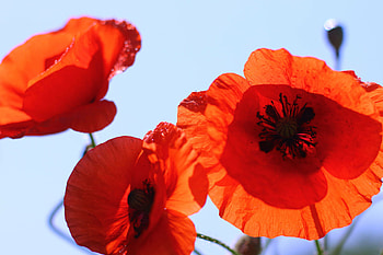 Macro , Poppy Flowers HD wallpaper