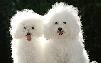 Bolognese Dog, puppies, Poodle HD wallpaper