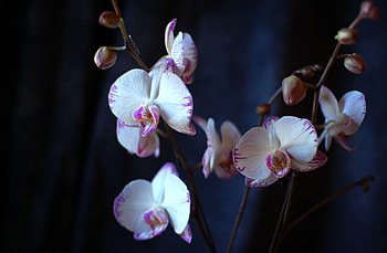 Flowers, Close-Up, Branches, Orchid HD wallpaper