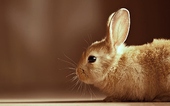 Animals, Rabbits HD wallpaper