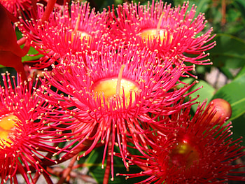 Flowers, Exotic HD wallpaper