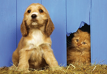 Puppy and kitten, animal, dog, kitten, puppy, love, cat HD wallpaper
