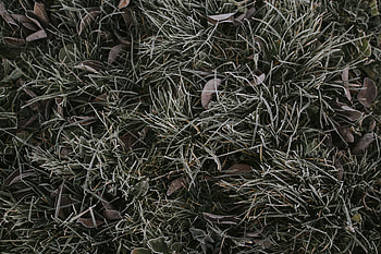 Nature, Grass, Hoarfrost, Frost, Foliage HD wallpaper