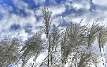 Bentgrass, clouds, nature, sky HD wallpaper