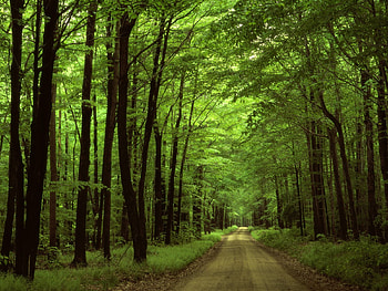Hovering Trees, cool, calm, lovely, imaginary HD wallpaper