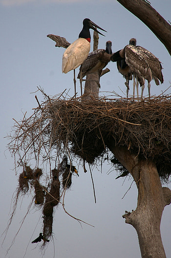 Jabiru Stork, GlobalWings , Majestic Bird, Wetlands HD phone wallpaper