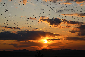 Landscape, Nature, Birds, Sunset, Clouds, Dark HD wallpaper