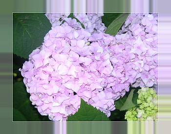 pink framed, pink, nature, green, flower HD wallpaper