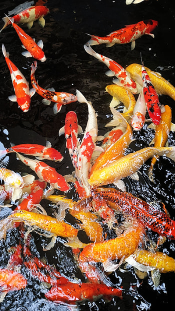 KOI Lucky Fish 1, luckyfish, water HD phone wallpaper