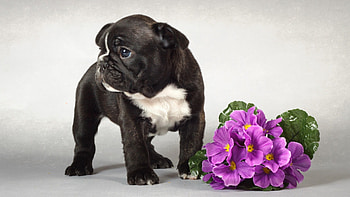 Animals, Dogs HD wallpaper