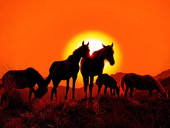 Horses at Sunset, silhouettes, horses, orange, sunset HD wallpaper