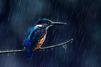 280 kingfisher , High-quality , Beautiful birds, Birds HD wallpaper