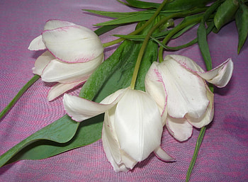 Flowers, Tulips, To Lie Down, Lie, Cloth HD wallpaper