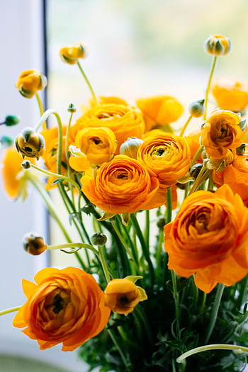 A fresh and vibrant bouquet of orange ranunculus flowers captures the essence of spring indoors. HD phone wallpaper