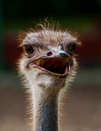 Ostrich species, Unique physical features, Natural habitats, Majestic creatures HD phone wallpaper